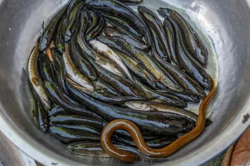 武汉放生组织放生泥鳅一般在哪个水产市场买泥鳅